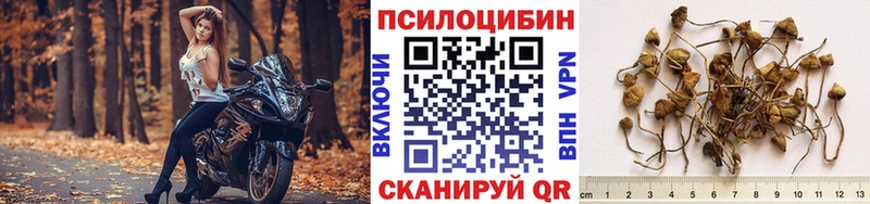 Купить  Гдов  Галлюциногенные грибы мицелий 
